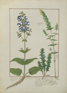 Illustration from the Book of Simple Medicines by Mattheaus Platearius by Robinet Testard